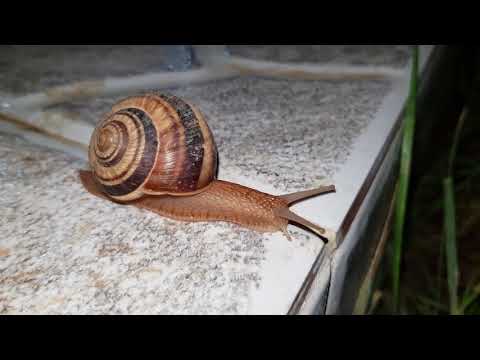 ლოკოკინა ახლოდან გადაღებული, Galaxy S8 - 4K night,  snail.