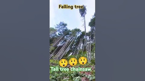 falling tall trees STIHL chainsaw #shortsfeed #tree #shorts #beautiful #fall #falling