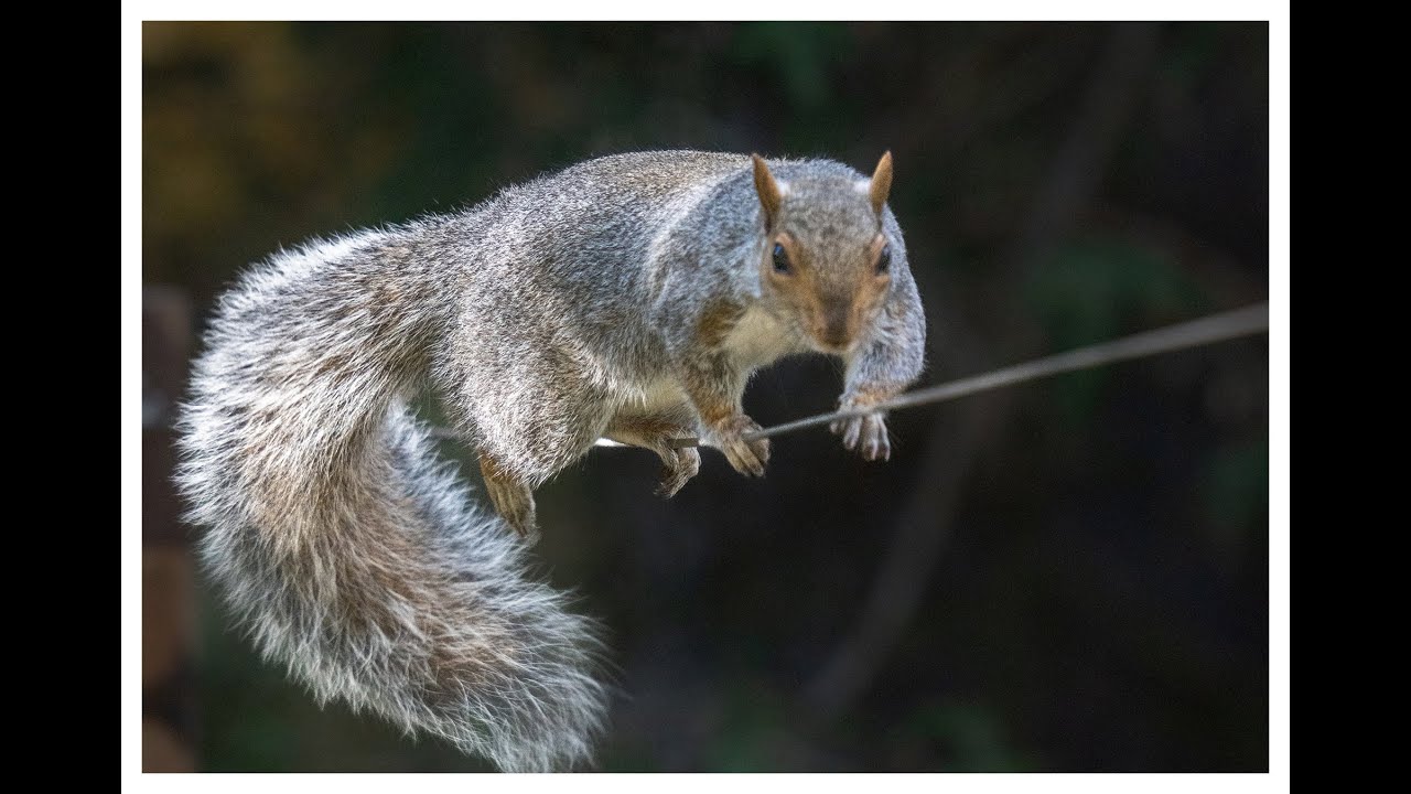 squirrel high wire acts- Wire walk and jumping.