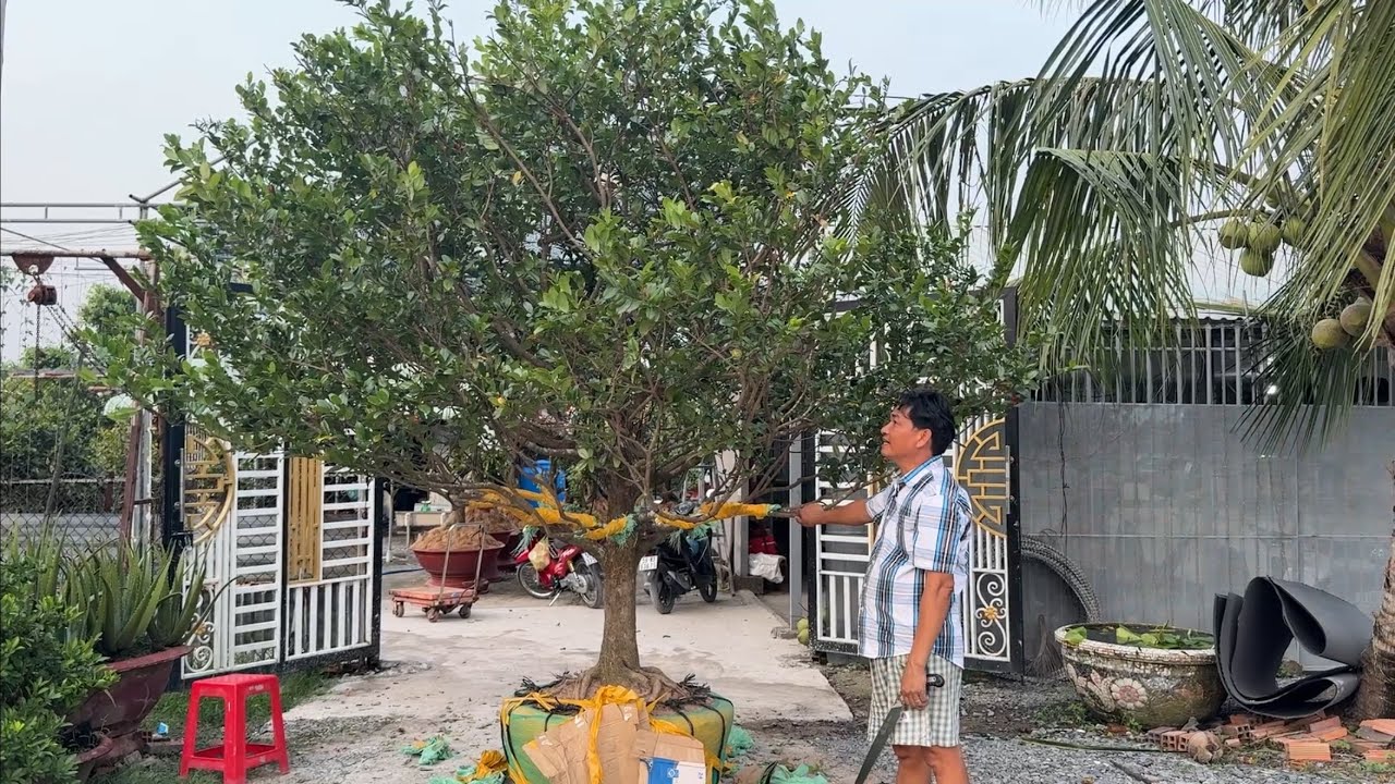 Cưa tứ qúy tàng thành phôi để ghép 10/11/2025