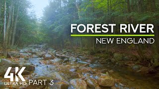 8HRS Merry Birds Songs & Sound of a Splashing Forest Stream - Dreamy Day by the Forest River - #3