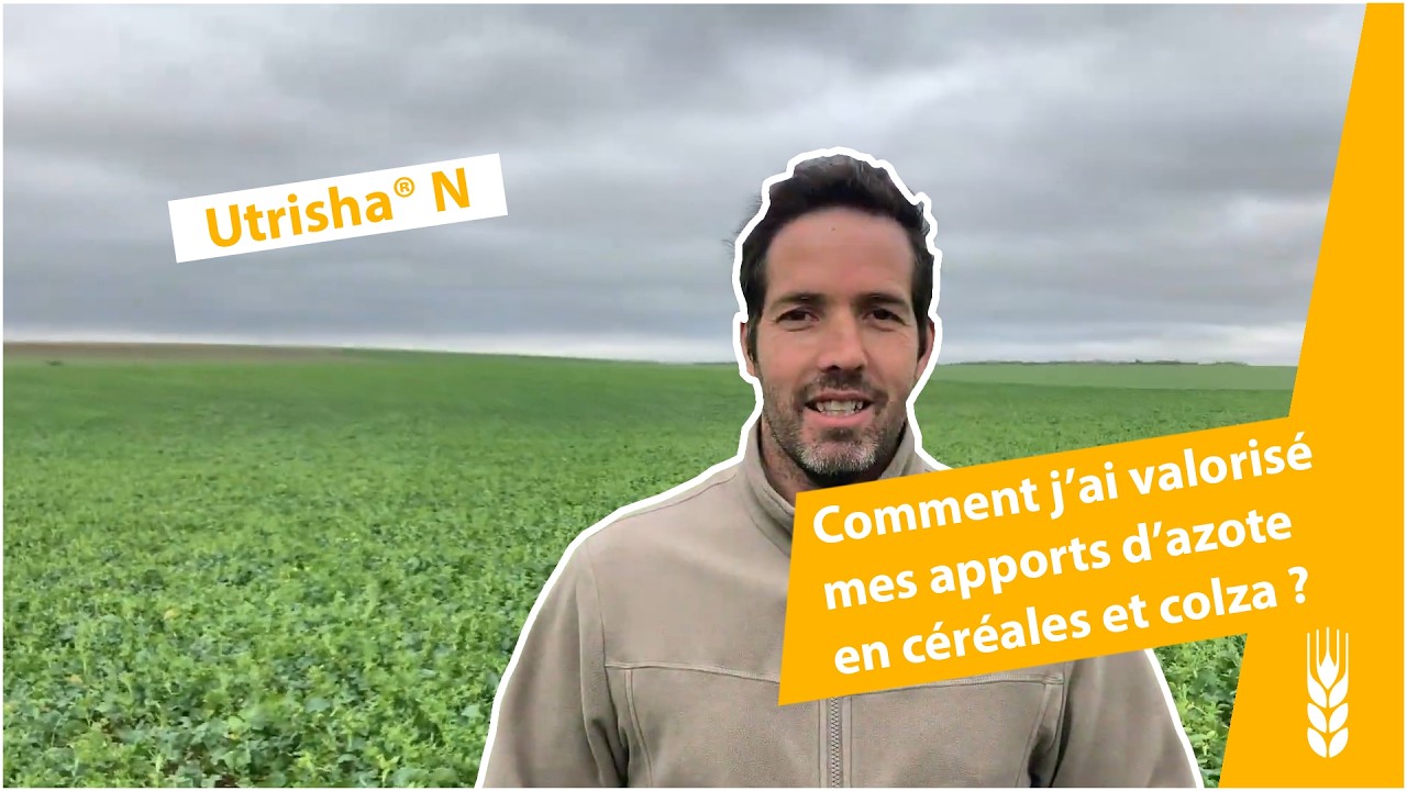 Azote sur céréales et colza : comment mieux valoriser ses apports ? | Utrisha® N