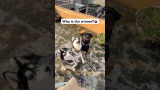 Rottweiler vs Husky #shorts #rottweiler #husky #trendingsong