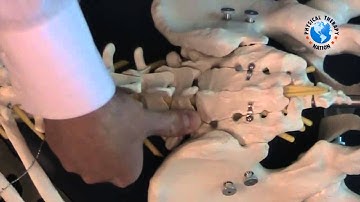 L5-S1 and SI Joint Differentiation on Skeleton
