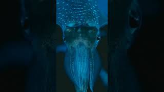 Uncharted Depths  The Krakens Enigmatic Realm