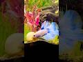 Pink & Blue Double Tail Halfmoon Betta in a Planted Paradise 💙🩷🐠