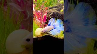 Pink & Blue Double Tail Halfmoon Betta in a Planted Paradise 💙🩷🐠