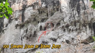 Sensasi Panen 100 Sarang Lebah di Tebing Batu Jawa Barat || #part3