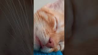 mimido #cat #mexico #japon