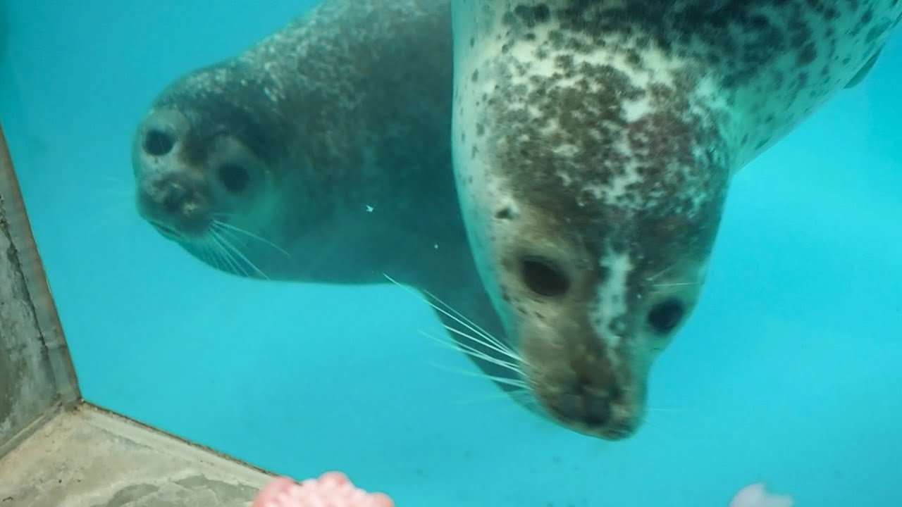 城崎マリンワールドのゴマフアザラシのジェットくんととりちゃんずんだくん