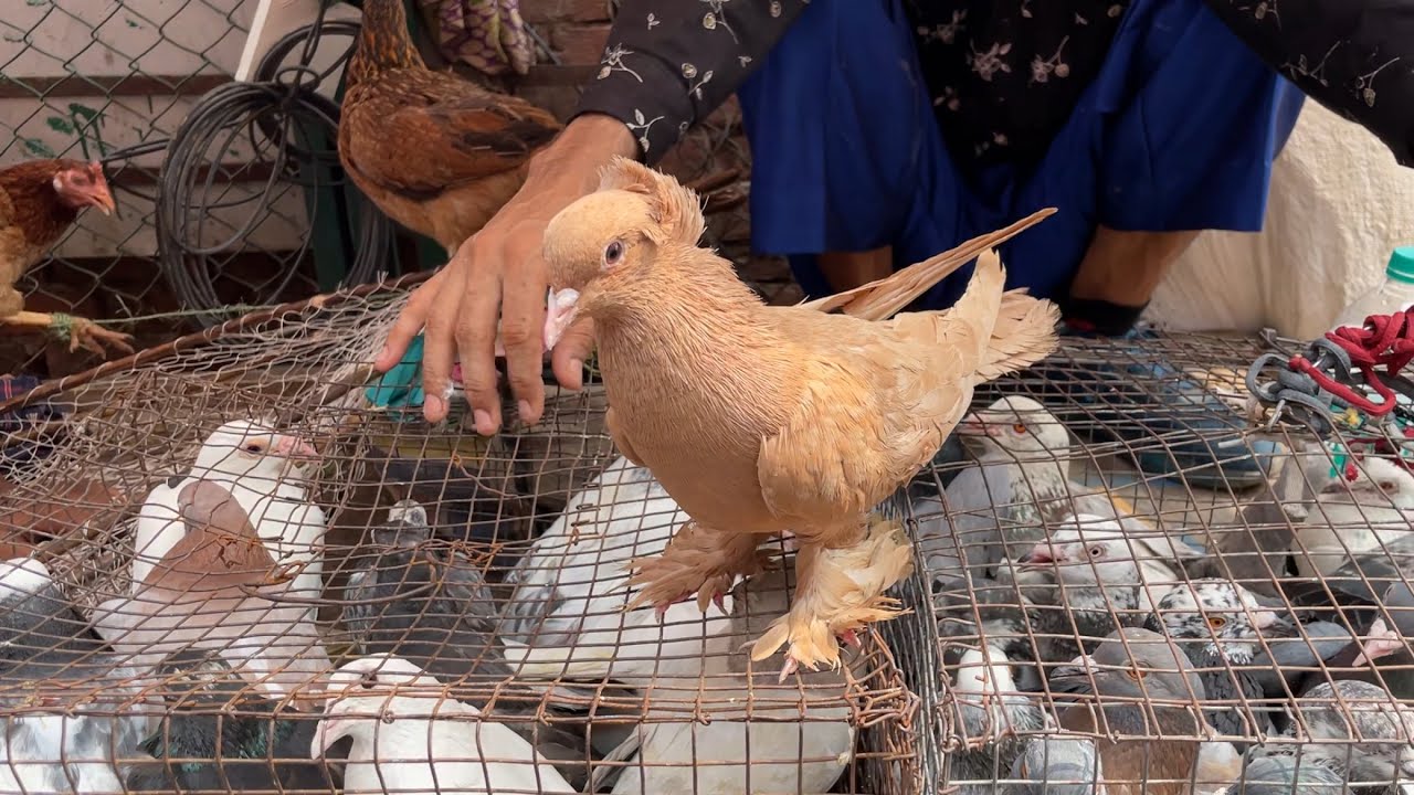 jama masjid kabootar market delhi 30/06/2024 kabutar market Delhi white pigeons