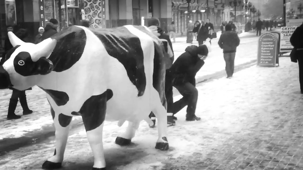 4VR  и корова