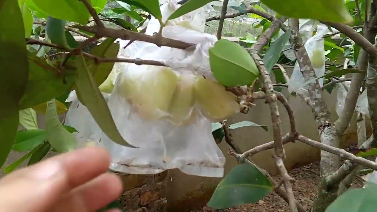 Alhamdulillah,selesai juga pembungkusan jambu madu tabulampot Lampung.