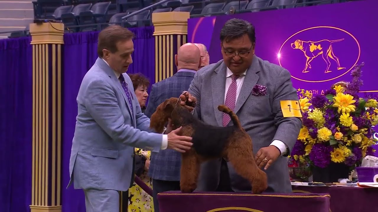 Welsh Terriers | Breed Judging 2024