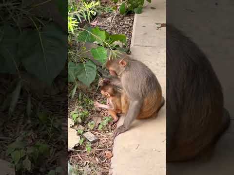 Masala Sara Roti ga 🙏🧿🐒 #viral #monkey #shorts #viral