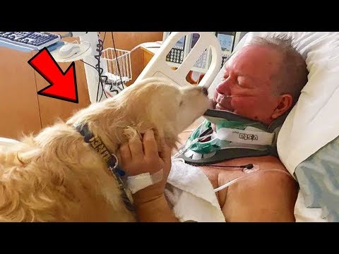 Top 5 Animals WHO SOLVED CRIMES!
