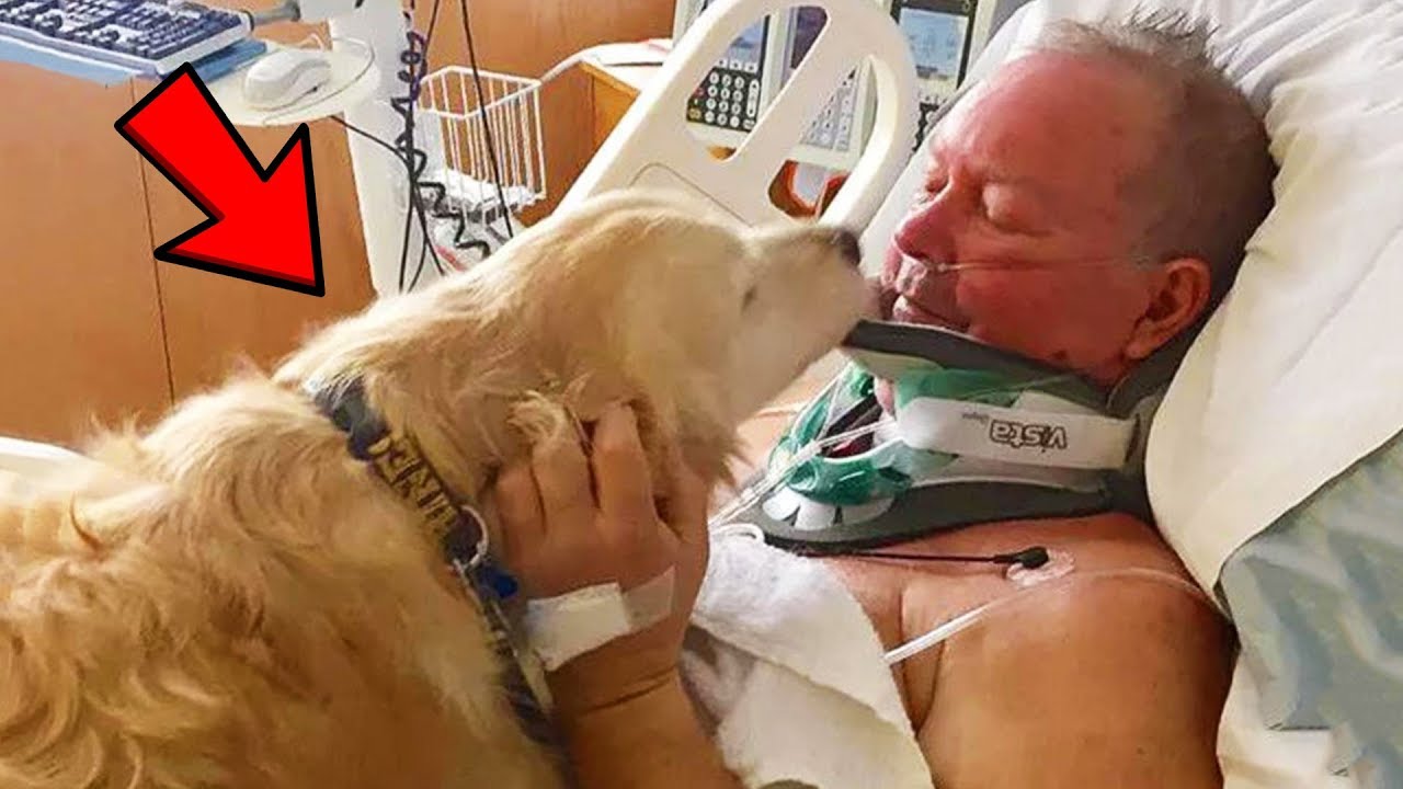 Top 5 Animals WHO SOLVED CRIMES! - YouTube