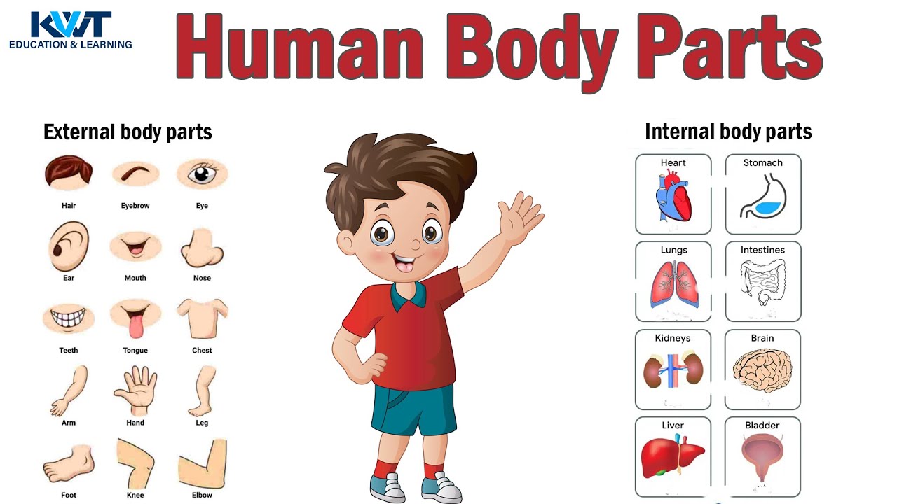 class-2-evs-human-body-external-organs-internal-organs-and-sense