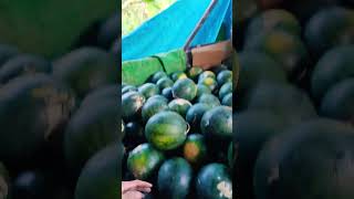 Viral 😎Panen semangka langsung diborong #menolaklupa  #nusantara #1jtsubscriber #borneo