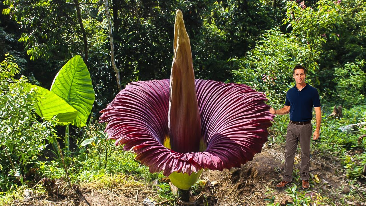 Mind-Blowing Flowers You Didn't Know Existed