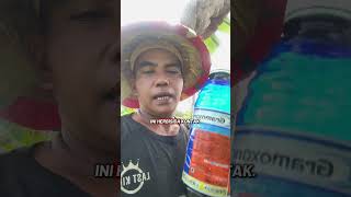 #shortvideo #pertanian #gramoxone #racunrumput