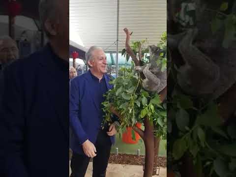 Θύμα «επίθεσης» από κοάλα ο Νίκος Τορναρίτης