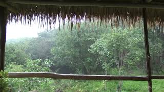 المطر - صوت المطر والرعد - اصوات الطبيعة - اصوات الطبيعة للنوم  - الاسترخاء - ماء