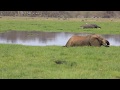 Elephants Amboseli swamp