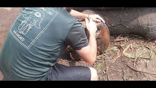 elephant foot Functionality first (short clip)