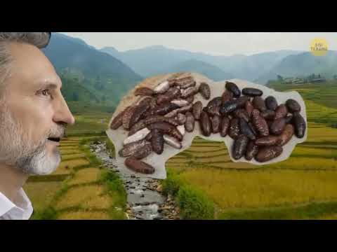 VIDIO EDUKASI: "TERIPANG TERPADU"