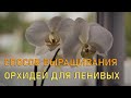 Ленивый уход за орхидеями. Пособие для начинающих.