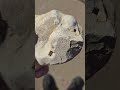 calcite crystal impressions in limestone.