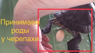 Красноухая черепаха откладывает яйца