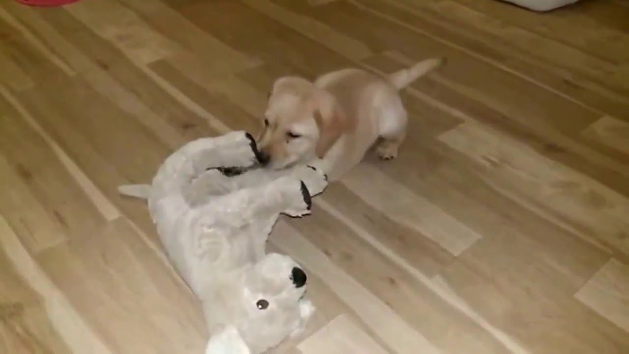 ikea labrador toy