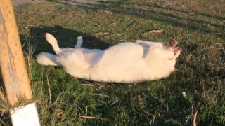 Hilarious! Why Does This Dog Chew on His Feet?