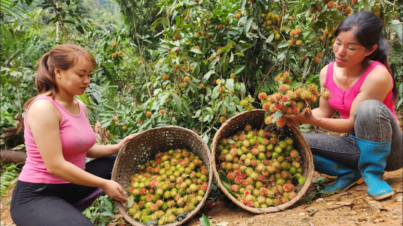 Two girls harvest wild rambutan, help sister harvest peanuts, rural life, making a living