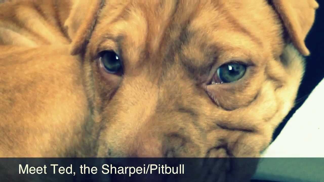 Meet Ted My Chinese Shar Pei Pitbull Mix Youtube