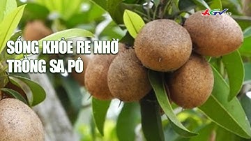 Sống khỏe re nhờ trồng sa pô
