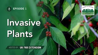 Invasive Plants - From The Woods Today - Episode 1
