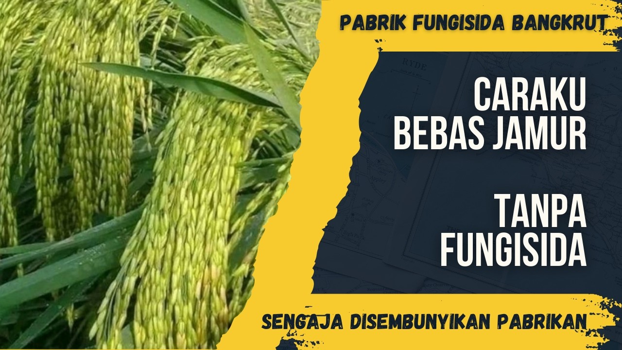 Pabrik Fungisida Bangkrut, Rahasia Tanpa Fungisida Di Musim Penghujan