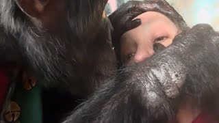 Chimpanzee in Christmas Shirt Grooms Womans Foot
