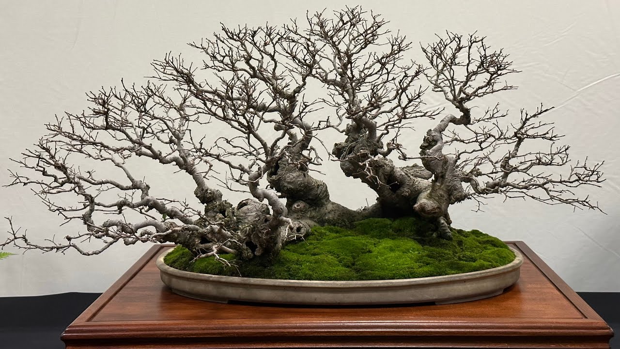 Heathrow bonsai show 2023 bonsai japan lifestyle new newvideo 