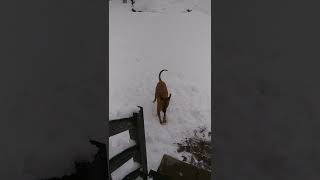 Playing Ball In The Snow 2-20-21