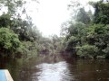 Selva de espejos en la Amazonía