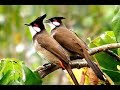 Red whiskered Bulbul Song || Sound of Happiness and Peace