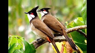 Red whiskered Bulbul Song || Sound of Happiness and Peace