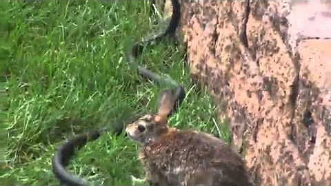 Rabbit saves her babies from snake