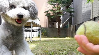 🐶 【癒し】ただただボールを投げて拾ってくる犬の動画 【dog】【toy poodle】