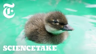 What Ducks Hear Underwater | ScienceTake
