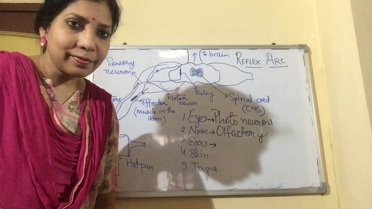 Reflex Arc 